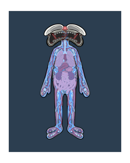 BODY ANATOMY (PRINT)
